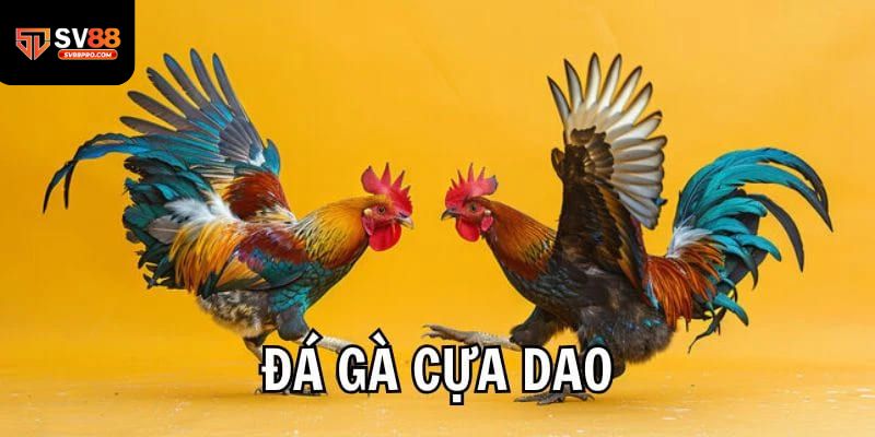 Giới thiệu về môn đá gà cựa dao đang được yêu thích tại sv88