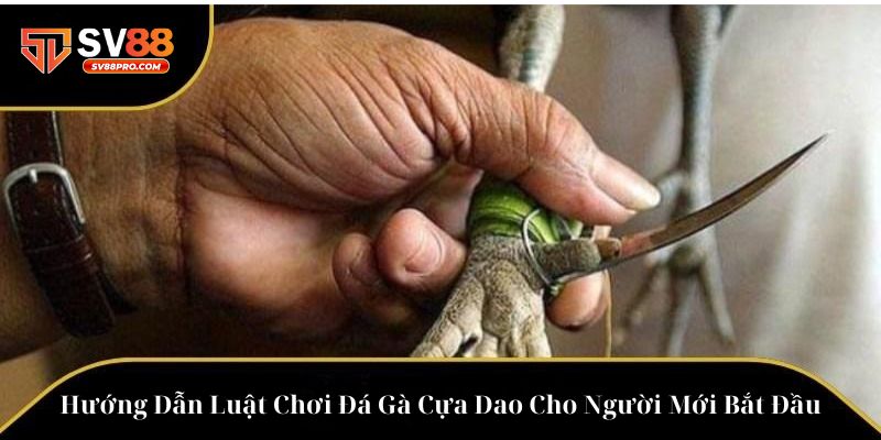 Hướng dẫn cách chơi đá gà cựa dao cực kỳ đơn giản cho người mới