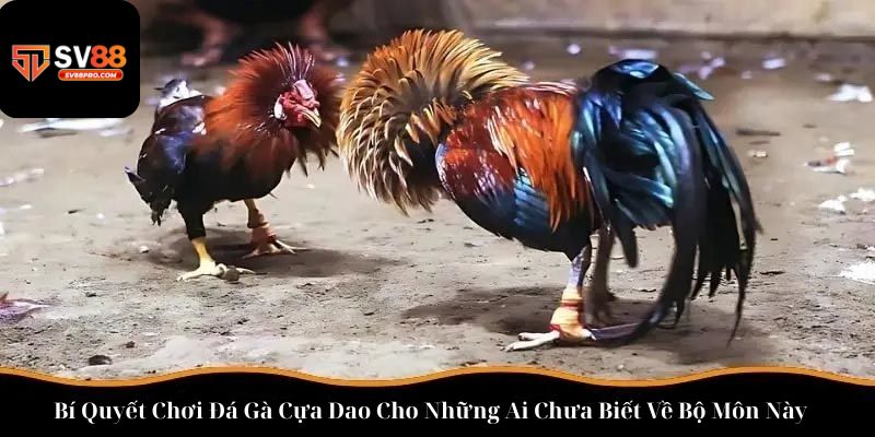 Hãy nắm rõ bí quyết để chơi đá gà cựa dao dễ dành tỷ lệ thắng cao