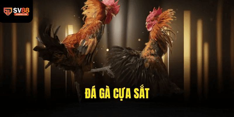 Giới thiệu về sảnh chơi đá gà cựa sắt sv88
