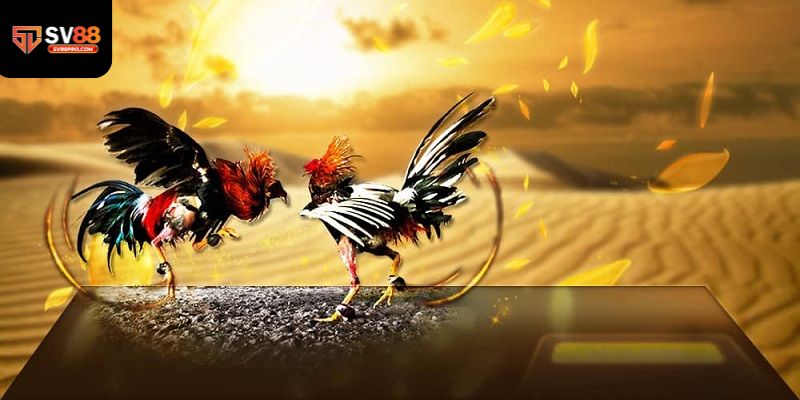 Bí quyết dành chiến thắng đá gà cựa sắt mà không phải ai cũng biết