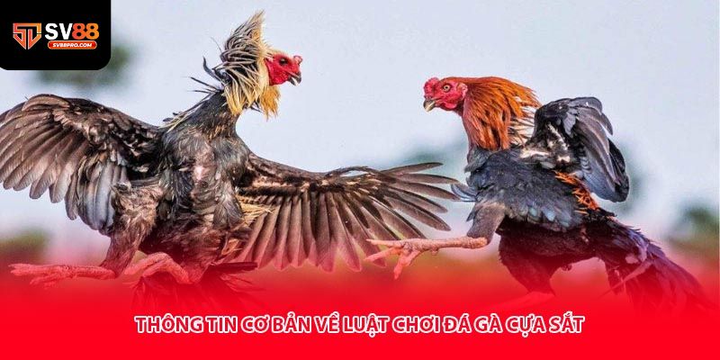Hướng dẫn luật chơi đá gà cựa sắt cho người mới tham gia