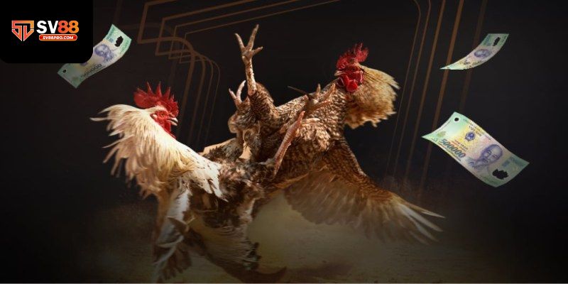 Mẹo chơi đá gà cho những người chơi mới và người chơi lâu năm