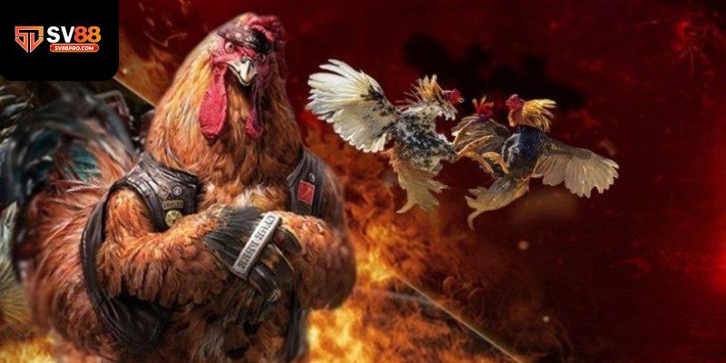 Giới thiệu về sảnh đá gà cực hot tại sv88