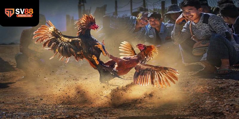 Hướng dẫn cách và hình thức chơi đà gà tại sv88